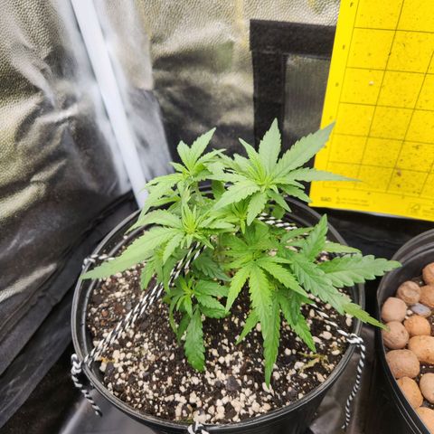 Super Lemon Haze #2 growlog timeline photo