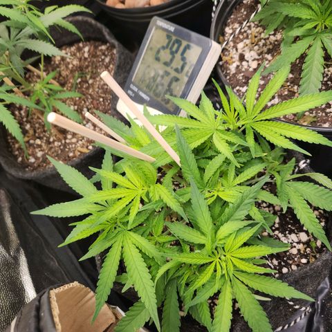 Super Lemon Haze #1 - organico  growlog photo: Folhas novas estam meio amareladas, acredito q seja falta de nutrientes, hoje foi feita rega com fert 1:1