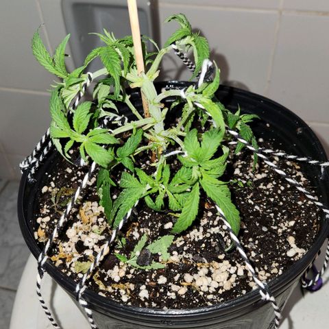 Super Lemon Haze #2 growlog timeline photo