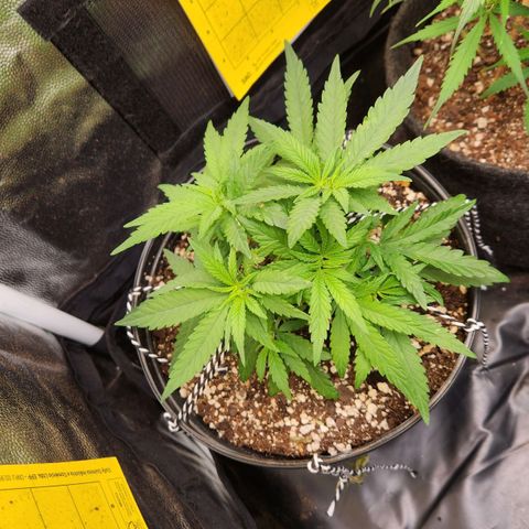 Super Lemon Haze #2 growlog timeline photo