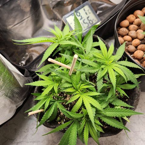 Super Lemon Haze #1 - organico  growlog timeline photo
