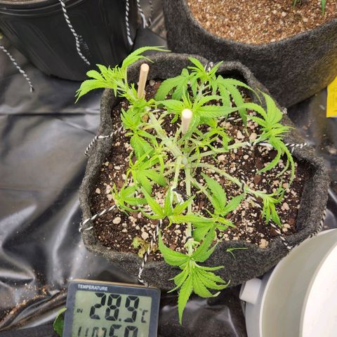 Super Lemon Haze #1 - organico  growlog timeline photo