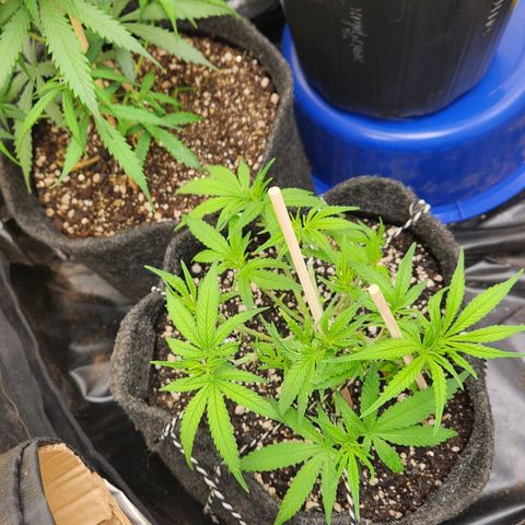 Super Lemon Haze #1 - organico  growlog timeline photo