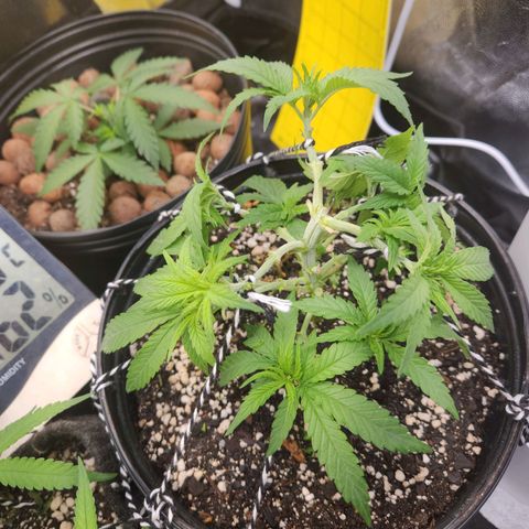Super Lemon Haze #2 growlog timeline photo