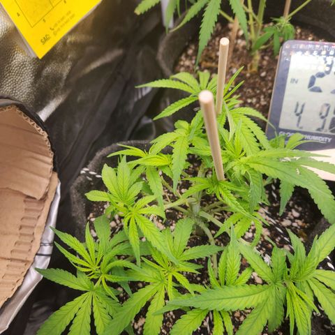 Super Lemon Haze #1 - organico  growlog timeline photo