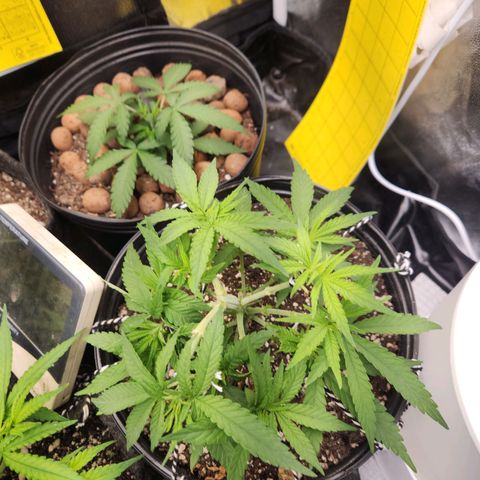 Super Lemon Haze #2 growlog timeline photo