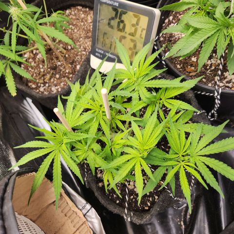 Super Lemon Haze #1 - organico  growlog photo: Rega com fert em 250 ml, 1:1, devido amarelamento das folhas