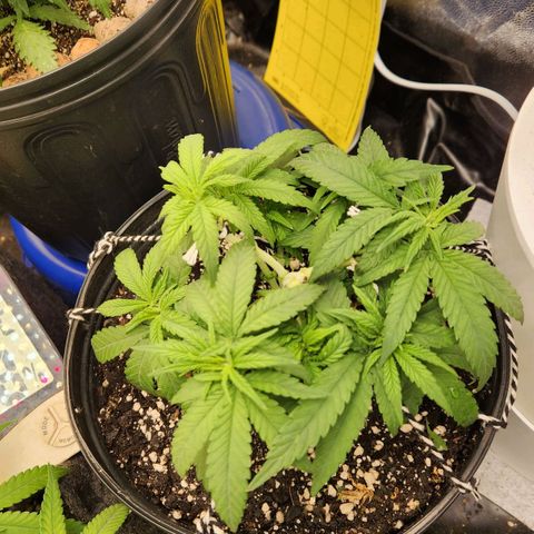 Super Lemon Haze #2 growlog timeline photo
