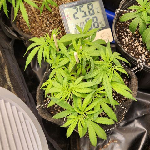 Super Lemon Haze #1 - organico  growlog timeline photo