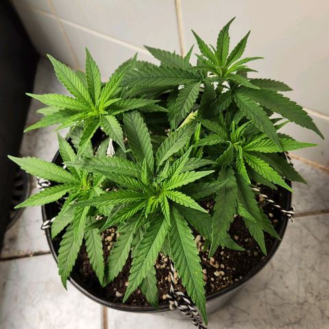 Super Lemon Haze #2 growlog timeline photo