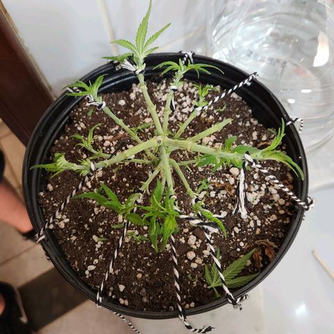 Super Lemon Haze #2 growlog timeline photo