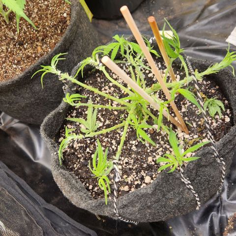 Super Lemon Haze #1 - organico  growlog timeline photo