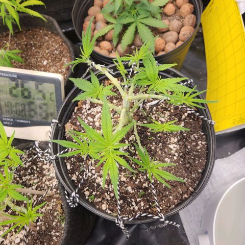 Super Lemon Haze #2 growlog timeline photo