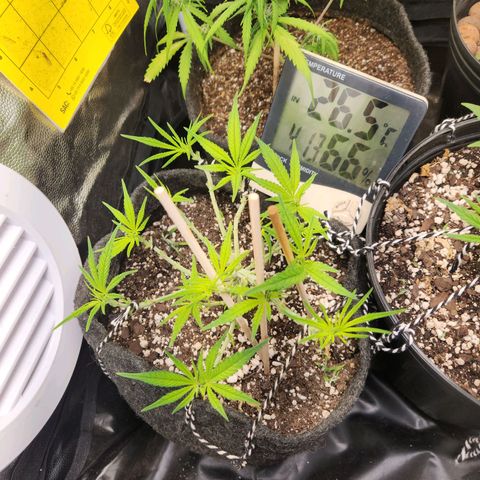Super Lemon Haze #1 - organico  growlog timeline photo