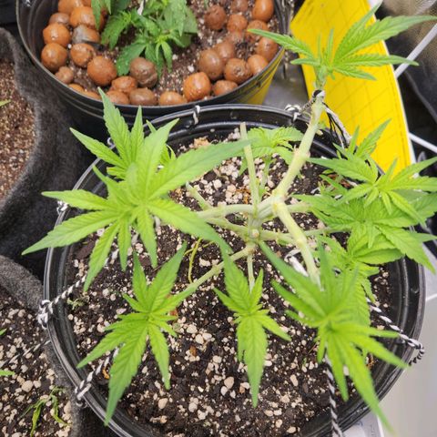 Super Lemon Haze #2 growlog timeline photo