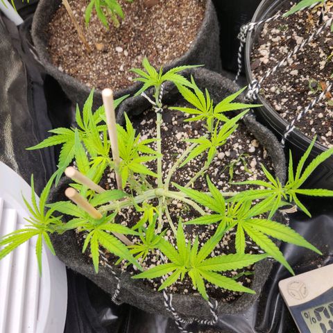 Super Lemon Haze #1 - organico  growlog timeline photo