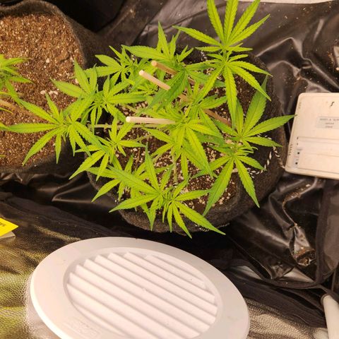 Super Lemon Haze #1 - organico  growlog timeline photo