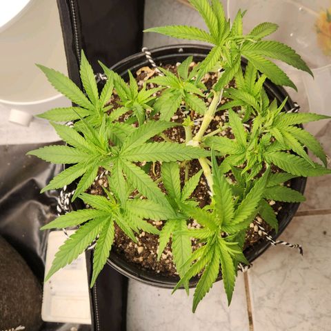 Super Lemon Haze #2 growlog timeline photo