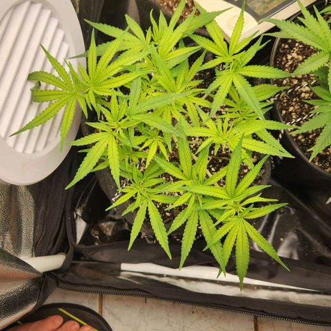 Super Lemon Haze #1 - organico  growlog timeline photo