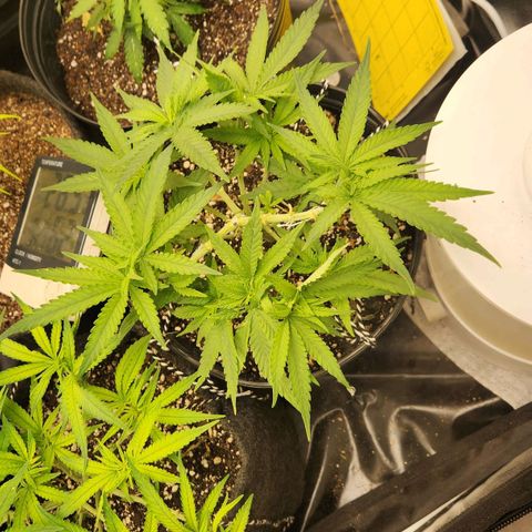 Super Lemon Haze #2 growlog timeline photo
