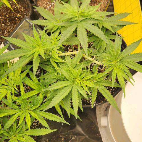 Super Lemon Haze #2 growlog timeline photo