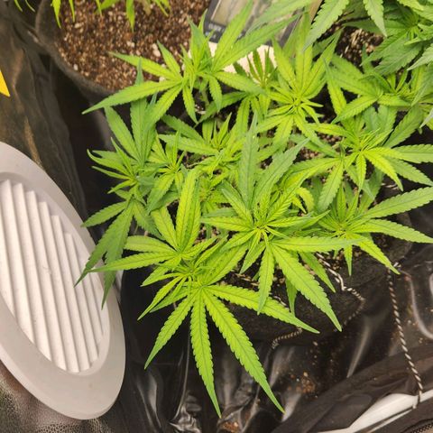 Super Lemon Haze #1 - organico  growlog photo: Rega com fert em 1:1,5 e 0.3g de sulfato de magnésio em 500ml 