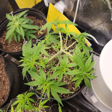 Super Lemon Haze #2 growlog timeline photo