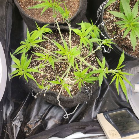 Super Lemon Haze #1 - organico  growlog timeline photo
