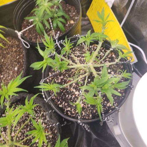 Super Lemon Haze #2 growlog timeline photo