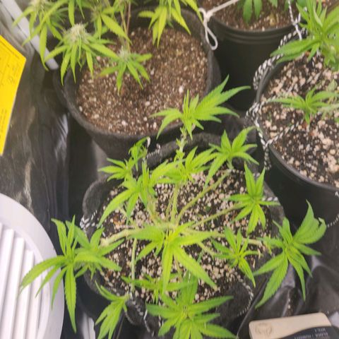 Super Lemon Haze #1 - organico  growlog timeline photo
