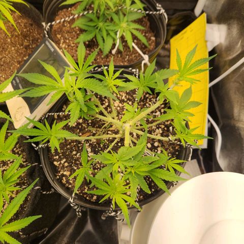 Super Lemon Haze #2 growlog timeline photo