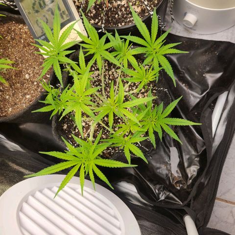 Super Lemon Haze #1 - organico  growlog timeline photo