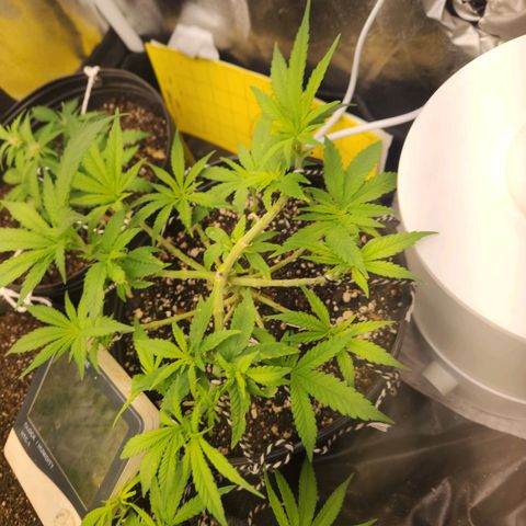 Super Lemon Haze #2 growlog timeline photo