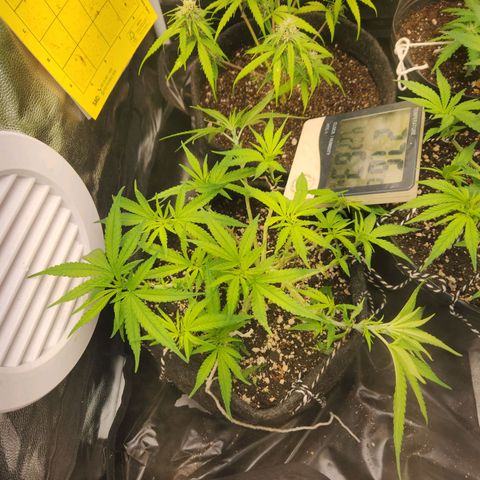 Super Lemon Haze #1 - organico  growlog timeline photo