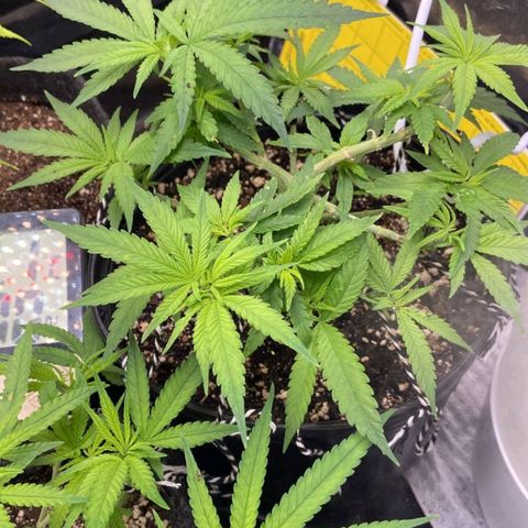Super Lemon Haze #2 growlog timeline photo