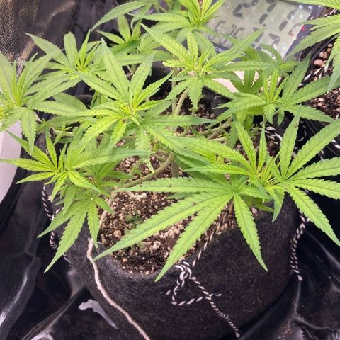 Super Lemon Haze #1 - organico  growlog timeline photo