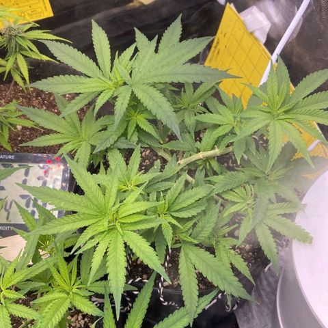 Super Lemon Haze #2 growlog timeline photo