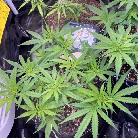 Super Lemon Haze #1 - organico  growlog timeline photo