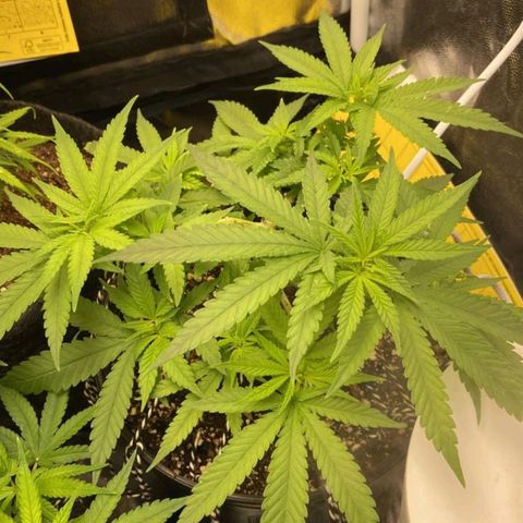 Super Lemon Haze #2 growlog timeline photo