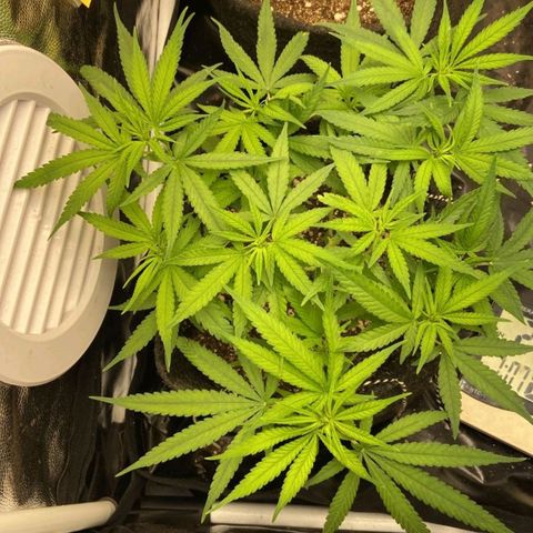 Super Lemon Haze #1 - organico  growlog timeline photo