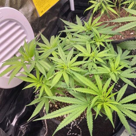 Super Lemon Haze #1 - organico  growlog timeline photo