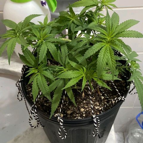 Super Lemon Haze #2 growlog timeline photo