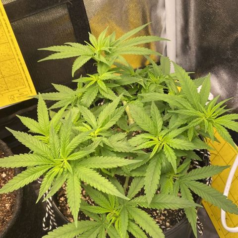 Super Lemon Haze #2 growlog timeline photo