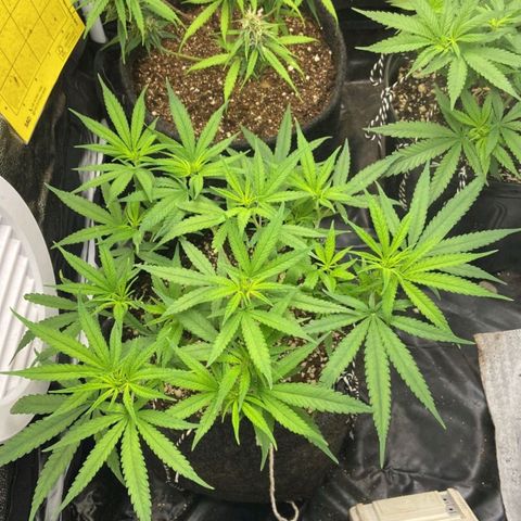 Super Lemon Haze #1 - organico  growlog timeline photo