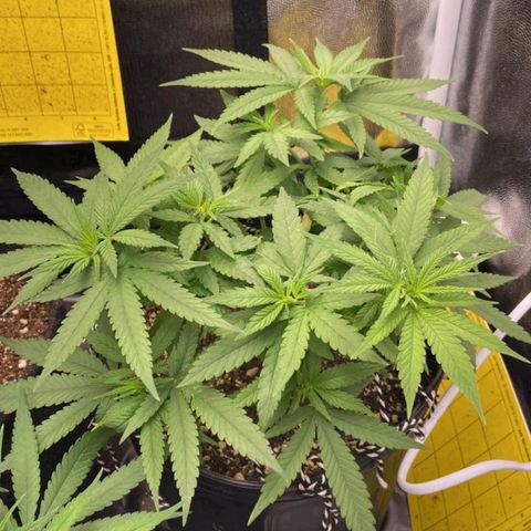 Super Lemon Haze #2 growlog timeline photo