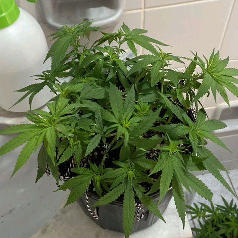 Super Lemon Haze #2 growlog timeline photo