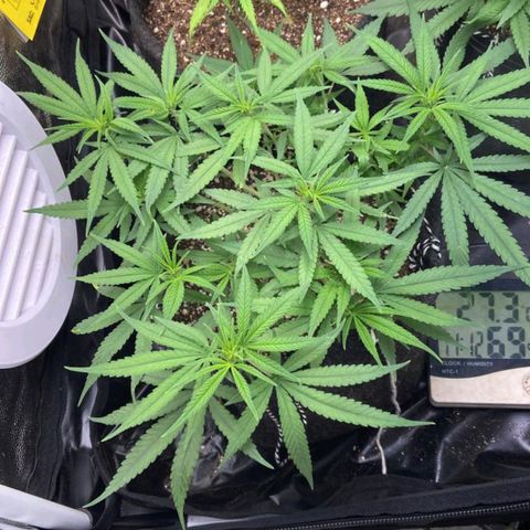 Super Lemon Haze #1 - organico  growlog timeline photo