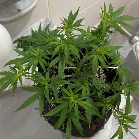 Super Lemon Haze #1 - organico  growlog timeline photo