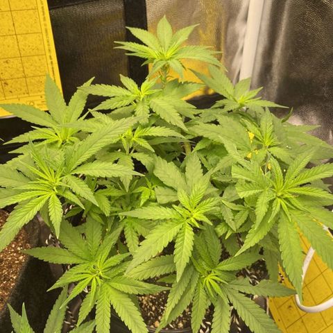 Super Lemon Haze #2 growlog timeline photo