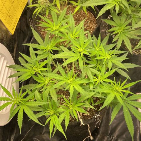 Super Lemon Haze #1 - organico  growlog timeline photo